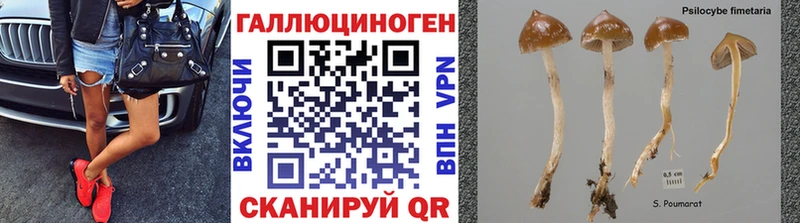 Галлюциногенные грибы Psilocybine cubensis  это официальный сайт  Салаир 